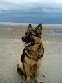 увеличить vet911help в Архангельске